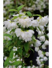 Hecke Duft Jasmin Snow White Sensation, Hhe: 30-40 cm, 3 Pflanzen