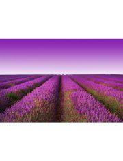 Fototapete Lavender Field