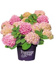 Hortensie »Forever and Ever Pink«, Höhe: 30-40 cm, 2 Pflanze