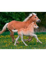 Fototapete Horses, BlueBack, 7 Bahnen, 350 x 260 cm