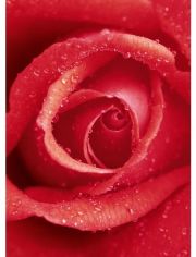Fototapete Rose, 4-teilig, 183x254 cm