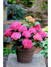 Hortensie »Selma Pink«, Höhe: 30-40 cm, 2 Pflanze