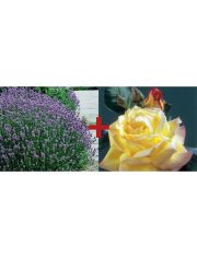 Set: Beetrose »Rose Peace & Lavendel«