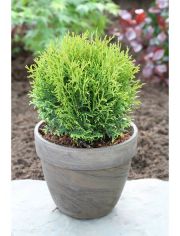 Hecke Lebensbaum Tiny Tim, Hhe: 40-50 cm, 1 Pflanze