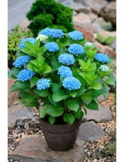 Hortensie »Magical Revolution Blue«, Höhe: 30-40 cm, 2 Pflanze