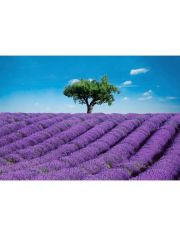 Fototapete Provence, 8-teilig, 366x254 cm