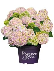 Hortensie »Forever and Ever Peppermint«, Höhe: 30-40 cm, 2 Pflanze
