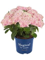 Hortensie »Magical Revolution Pink«, Höhe: 30-40 cm, 1 Pflanze