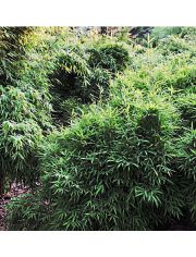 Bambus »Bimbo«