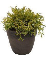 Hecke Scheinzypresse Kamarachiba, Hhe: 20 cm , 1 Pflanze