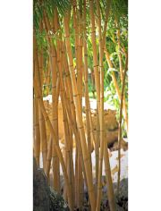 Fototapete Bamboo - Trtapete, BlueBack, 2 Bahnen, 90 x 200 cm