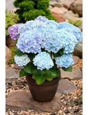 Hortensie »Magical Amethyst Blue«, Höhe: 30-40 cm, 1 Pflanze