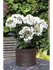 Hortensie Black Steel, Hhe: 30-40 cm, 1 Pflanze