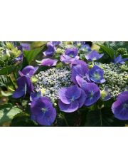 Hortensie »Blaumeise«, Höhe: 30-40 cm, 2 Pflanze