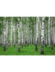 Fototapete Summer Birch Forest, BlueBack, 7 Bahnen, 350 x 260 cm
