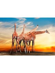 Fototapete Giraffes
