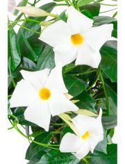 Beet & Balkonpflanze Diamantina Jade White, Hhe: 45 cm