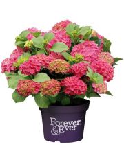 Hortensie »Forever and Ever Red«, Höhe: 30-40 cm, 2 Pflanze