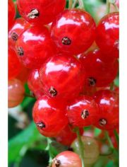 Johannisbeere Red Poll, Hhe: 30-40 cm, 2 Pflanzen