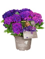 Hortensie »Three Sisters Blue, Violett, Pink«, Höhe: 30-40 cm, 2 Pflanze